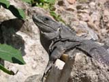 uxmal-iguana-503