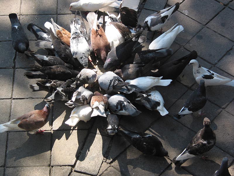 colima_zocalo_palomas_4439