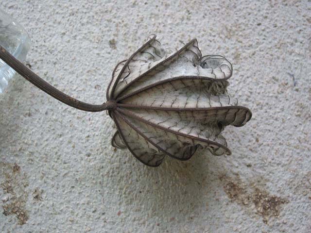 anne-leaf-0347