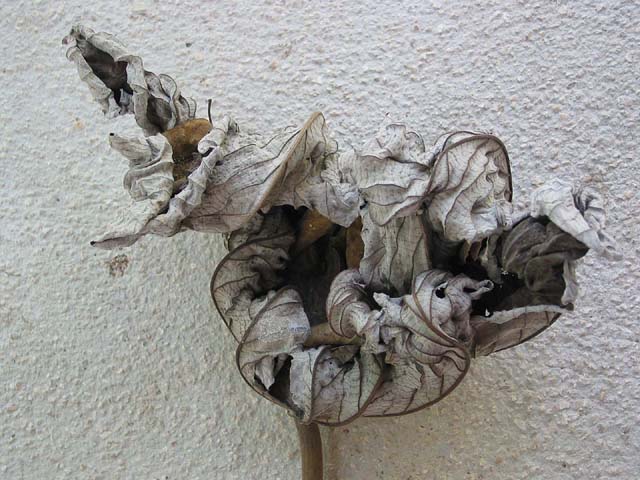 anne-leaf-0469