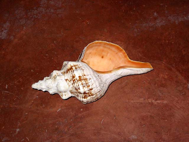 anne-shell-0168