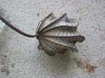 anne-leaf-0347