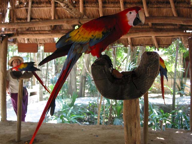 xcaret-bird-0510