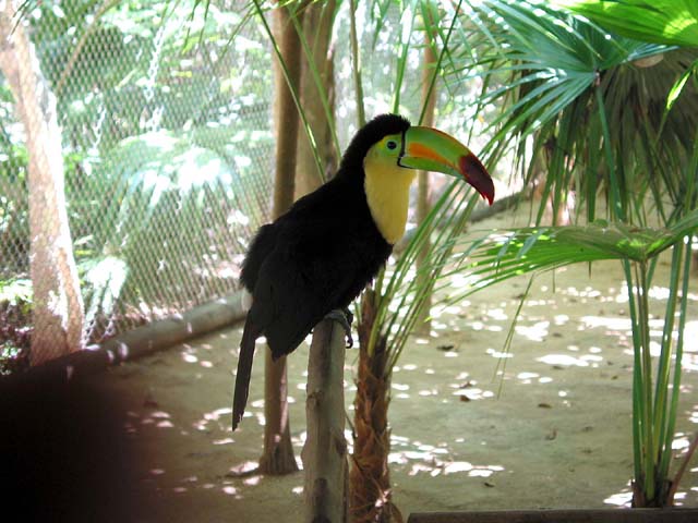 xcaret-bird-0522