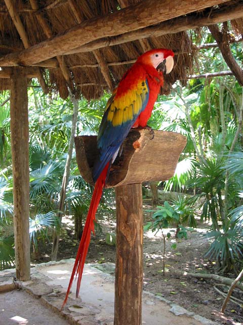 xcaret-bird-0529