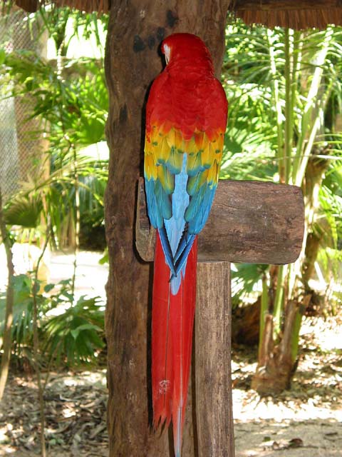 xcaret-bird-0554