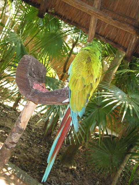 xcaret-bird-0557