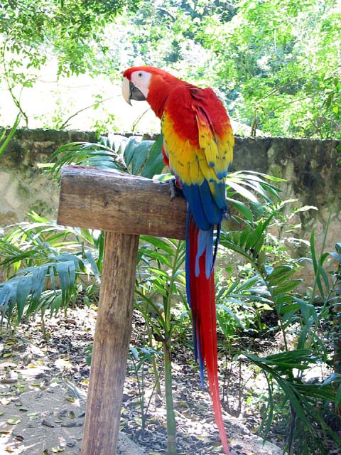 xcaret-bird-0571