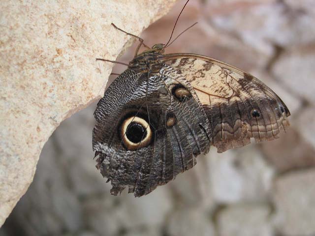 xcaret-butterfly-0585