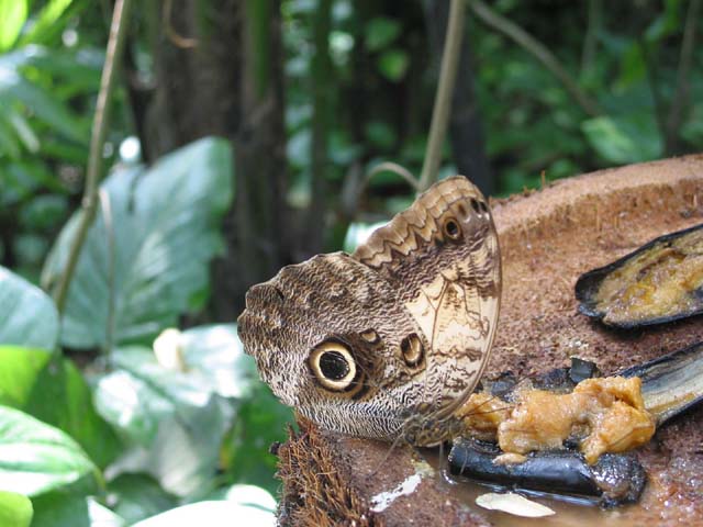 xcaret-butterfly-0586