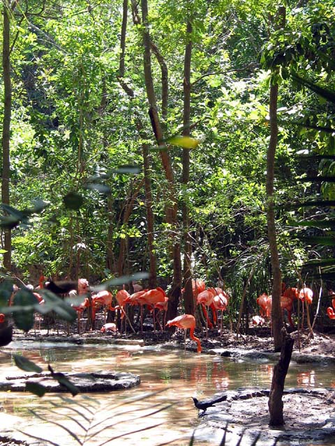 xcaret-flamingo-0553