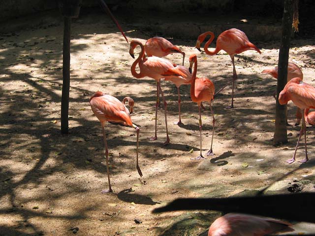 xcaret-flamingos-0499