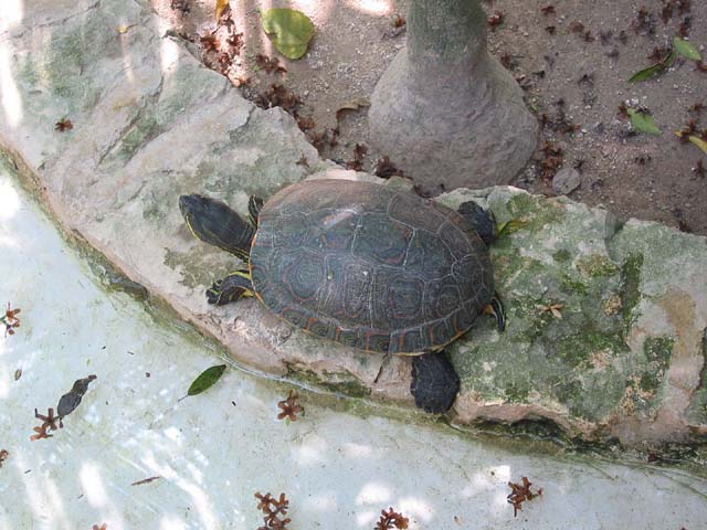 xcaret-turtle-0540