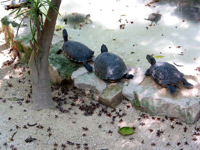 xcaret-turtle-0546