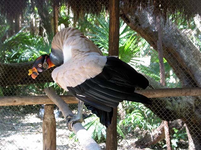 xcaret-vulture-0564