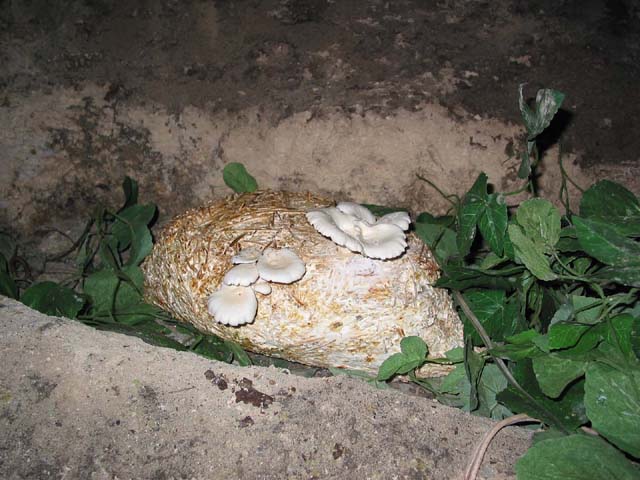 xcaret-white-mushrooms-0579