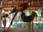 xcaret-bird-0510