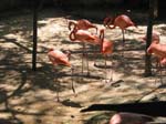 xcaret-flamingos-0499