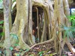 xcaret-tree-roots-0577