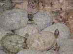 xcaret-turtle-pile-0538